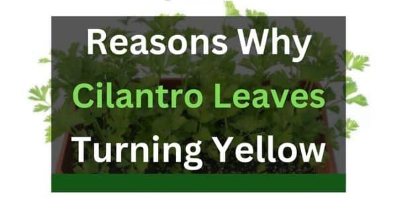 4 Reasons Why Cilantro Leaves Turning Yellow