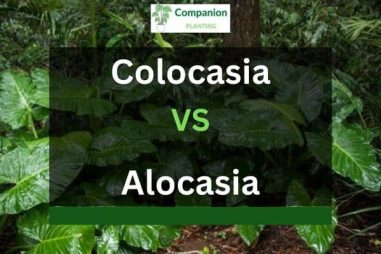 Colocasia Vs Alocasia – What’s The Difference?