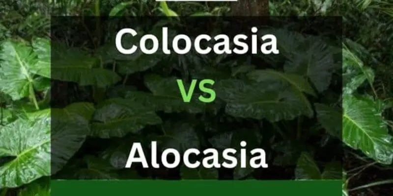 Colocasia Vs Alocasia – What’s The Difference?