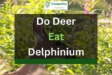 Do Deer Eat Delphinium? (Answered in Detail!)