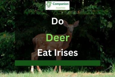 Do Deer Eat Irises? Here’s What You Need to Know!