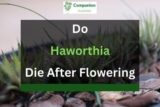 Do Haworthia Die After Flowering? (Answered!)