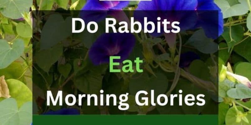 Do Rabbits Eat Morning Glories? (Solved!)