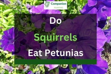 Do Squirrels Eat Petunias? (Can I Stop Them?)