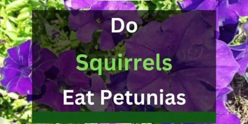 Do Squirrels Eat Petunias? (Can I Stop Them?)
