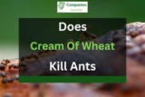 Does Cream of Wheat Kill Ants? The Surprising Answer