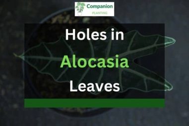 Holes in Alocasia Leaves – What To Do?