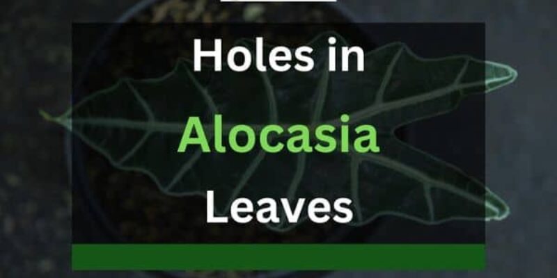 Holes in Alocasia Leaves – What To Do?