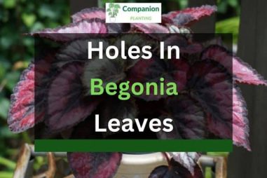 Holes in Begonia Leaves? (3 Reasons+Solutions)