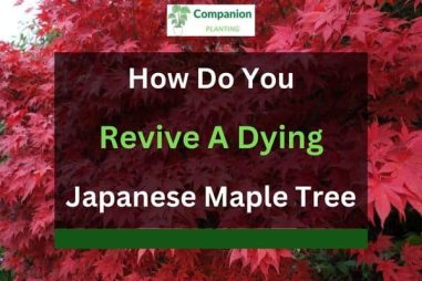 How Do You Revive a Dying Japanese Maple Tree?