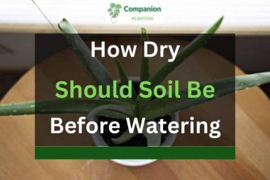 How Dry Should Soil Be Before Watering? (Answered)
