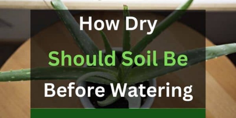 How Dry Should Soil Be Before Watering? (Answered)