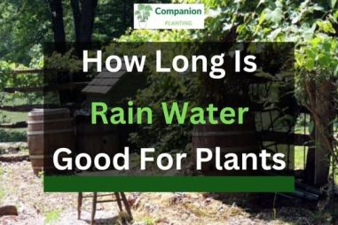 How Long is Rain Water Good for Plants? (Solved!)