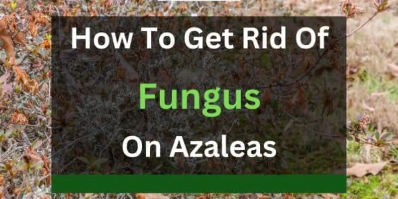 How to Get Rid of Fungus on Azaleas