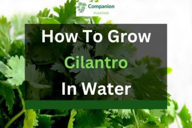 How to Grow Cilantro in Water (6 Steps)