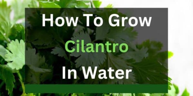 How to Grow Cilantro in Water (6 Steps)