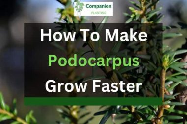 How to Make Podocarpus Grow Faster and Thicker?