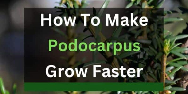 How to Make Podocarpus Grow Faster and Thicker?