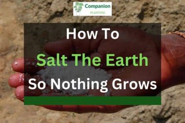 How to Salt the Earth So Nothing Grows (5 Step Guide)