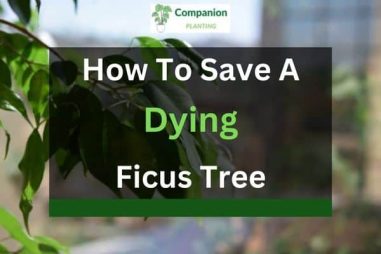 How to Save a Dying Ficus Tree (5 Reasons & Solutions)