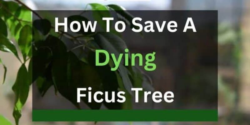 How to Save a Dying Ficus Tree (5 Reasons & Solutions)