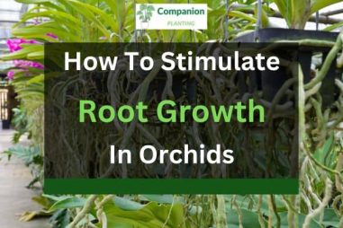 How to Stimulate Root Growth in Orchids? (4 Ways)