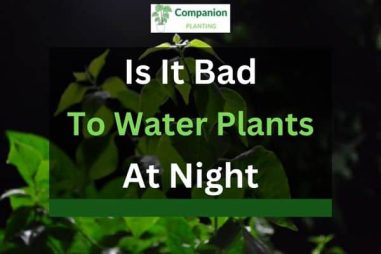 Is It Bad To Water Plants At Night? (Answered)