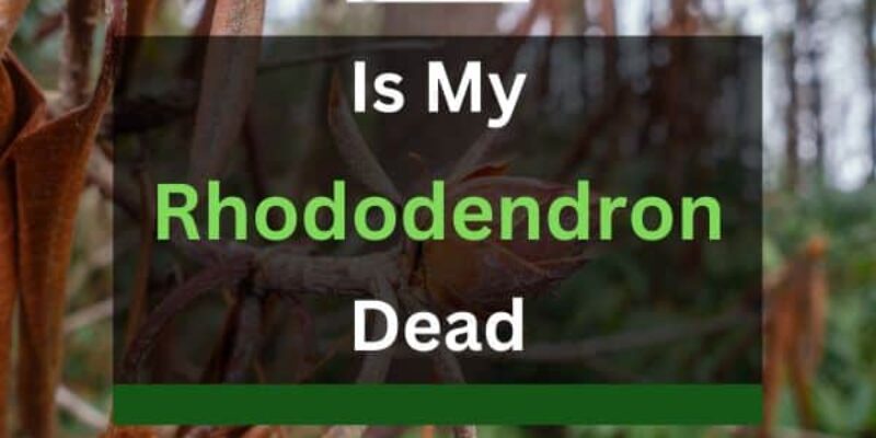 Is My Rhododendron Dead? (How to Check and Reasons)