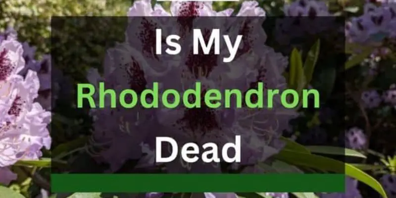 Is My Rhododendron Dead? (How to Check and Reasons)