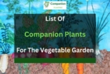 List of Companion Plants for the Vegetable Garden