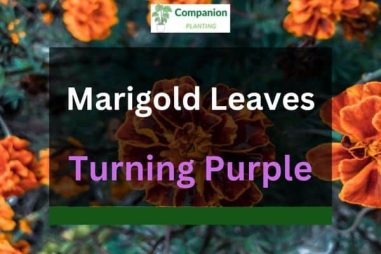 Marigold Leaves Turning Purple? (3 Reasons+Solutions)