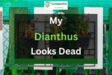 My Dianthus Looks Dead (7 Reasons+Solutions)