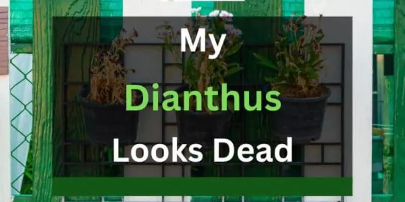 My Dianthus Looks Dead (7 Reasons+Solutions)