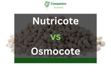 Nutricote vs Osmocote – What’s the Difference?