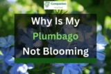 Plumbago Not Blooming? (3 Reasons+Solutions)