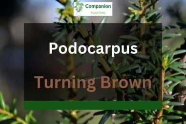 Podocarpus Leaves Turning Brown (5 Reasons & Solutions)