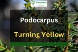 Podocarpus Turning Yellow? (6 Reasons+Solutions)