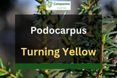6 Reasons Why Your Podocarpus is Turning Yellow