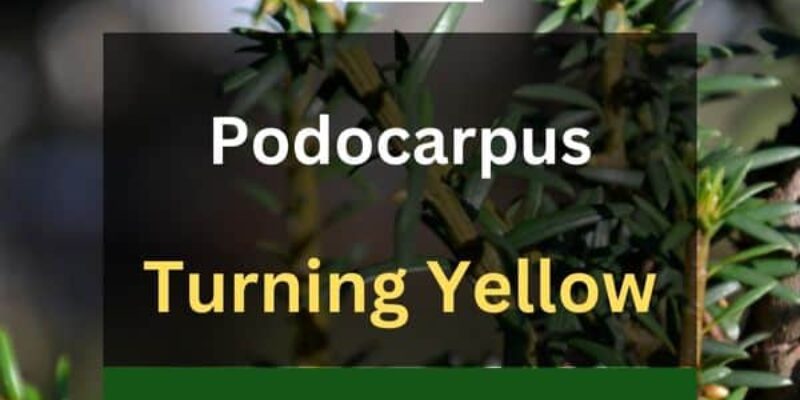 Podocarpus Turning Yellow? (6 Reasons+Solutions)