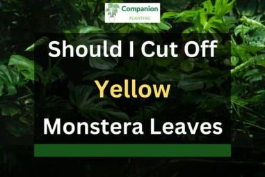 Should I Cut Off Yellow Monstera Leaves? (Solved!)