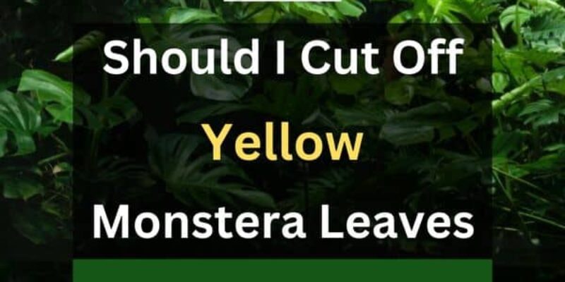 Should I Cut Off Yellow Monstera Leaves?