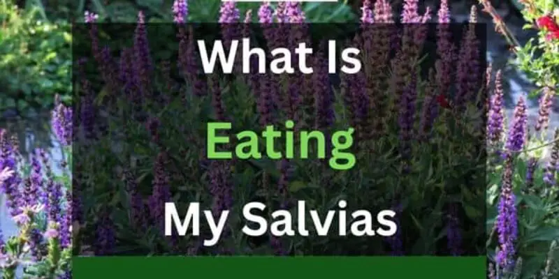 What is Eating My Salvias? (And How to Stop it)