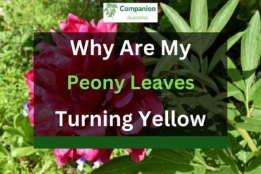 Peony Leaves Turning Yellow? Here are 5 Reasons and Solutions