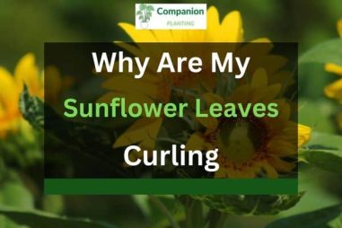 Sunflower Leaves Curling? Here are 5 Reasons and Solutions