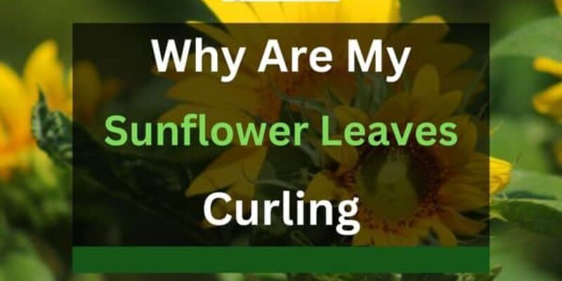 Why Are My Sunflower Leaves Curling? (5 Reasons and Solutions)