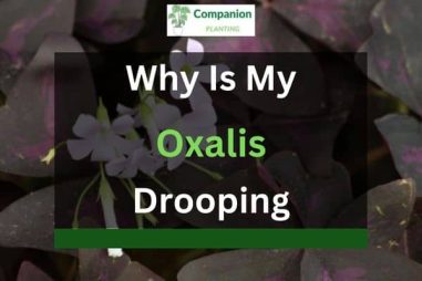 Why Is My Oxalis Drooping? (6 Reasons)
