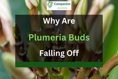 Plumeria Buds Falling Off? (3 Reasons+Solutions)