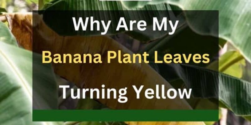 Why are My Banana Plant Leaves Turning Yellow and Brown?