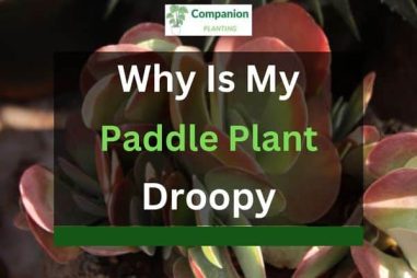 Why is My Paddle Plant Droopy? (3 Reasons)