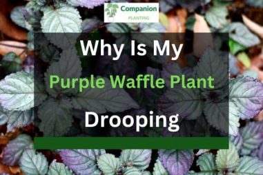 Why is My Purple Waffle Plant Drooping? (3 Reasons)